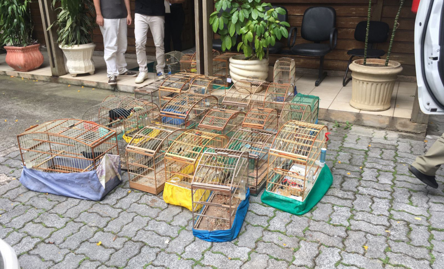 Fiscais do escritório regional do IAT de Curitiba resgataram 20 aves silvestres vítimas de maus-tratos em Rio Branco do Sul.