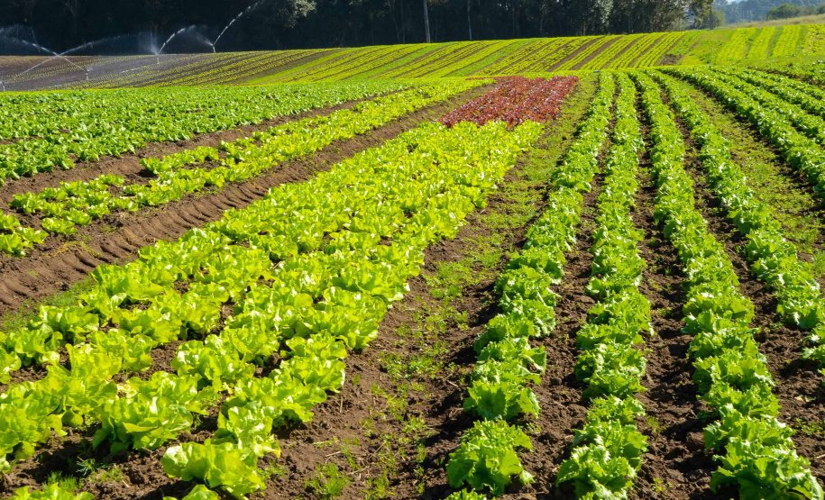 Chuvas acima da média impactam no preço das olerícolas, aponta Deral