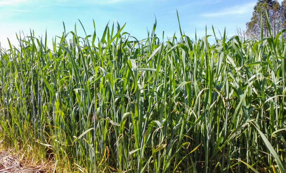 Boletim agropecuário destaca recuo dos preços dos ovos e produtividade alta da cana-de-açúcar