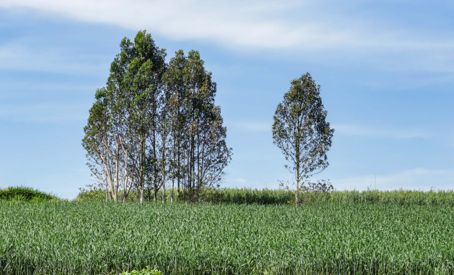 Boletim agropecuário destaca recuo dos preços dos ovos e produtividade alta da cana-de-açúcar
