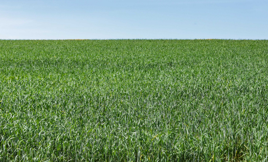 Boletim agropecuário destaca recuo dos preços dos ovos e produtividade alta da cana-de-açúcar