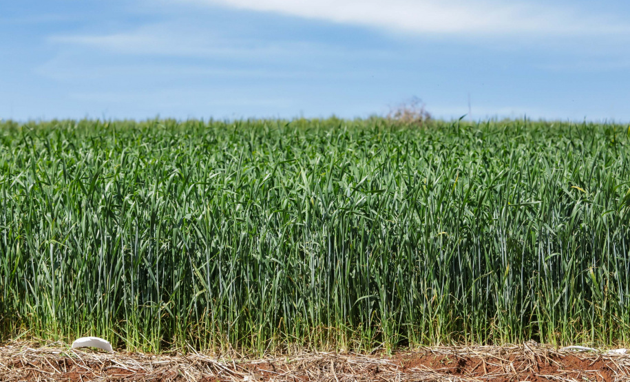Boletim agropecuário destaca recuo dos preços dos ovos e produtividade alta da cana-de-açúcar