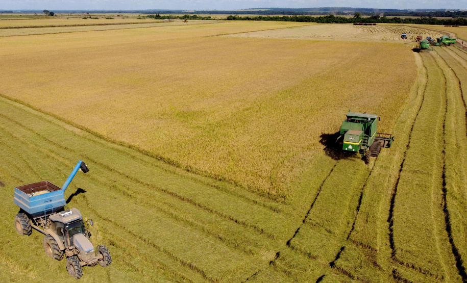 Previsão de safras da Secretaria da Agricultura avalia impacto das chuvas nas lavouras