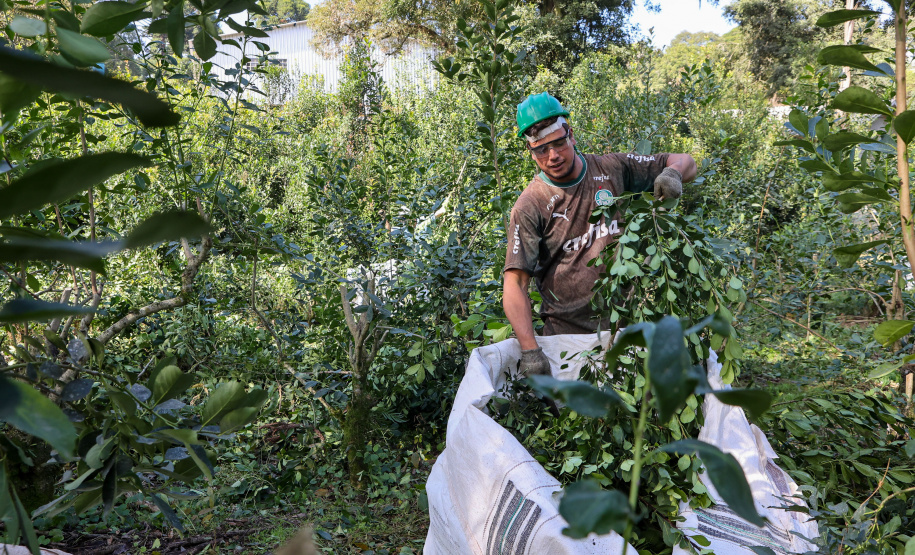 Tradicional erva-mate de São Mateus do Sul se reinventa e ganha novos mercados