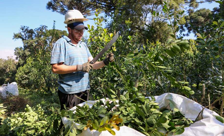Tradicional erva-mate de São Mateus do Sul se reinventa e ganha novos mercados