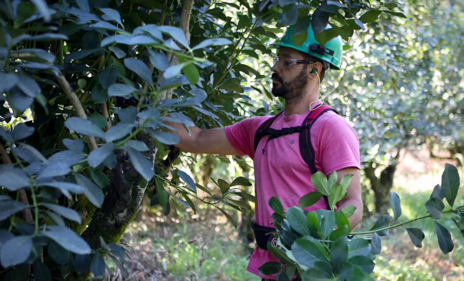 Tradicional erva-mate de São Mateus do Sul se reinventa e ganha novos mercados