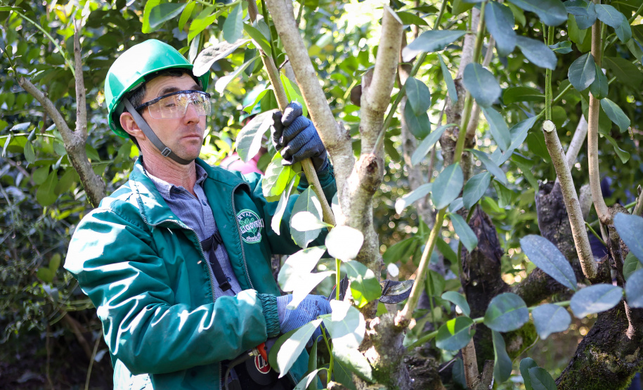 Tradicional erva-mate de São Mateus do Sul se reinventa e ganha novos mercados