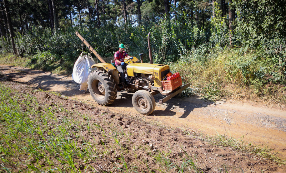 Tradicional erva-mate de São Mateus do Sul se reinventa e ganha novos mercados