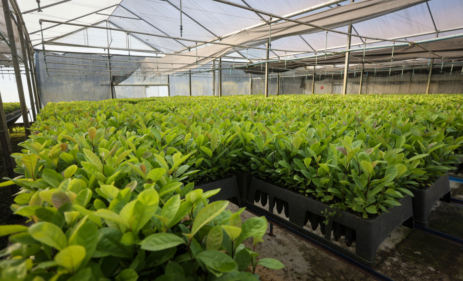 Tradicional erva-mate de São Mateus do Sul se reinventa e ganha novos mercados