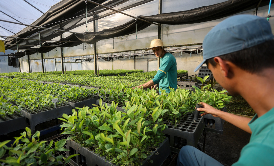 Tradicional erva-mate de São Mateus do Sul se reinventa e ganha novos mercados