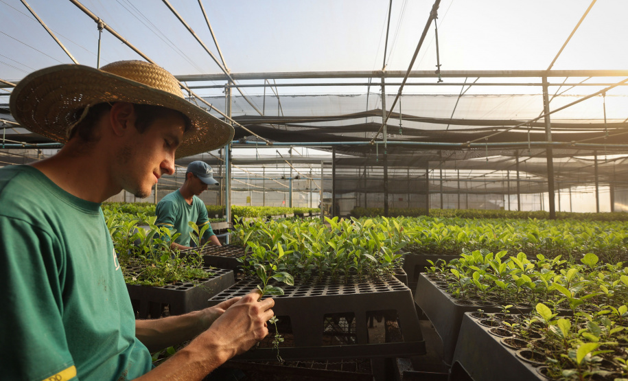 Tradicional erva-mate de São Mateus do Sul se reinventa e ganha novos mercados
