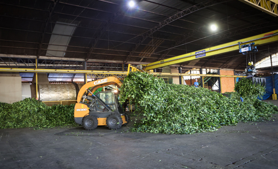 Tradicional erva-mate de São Mateus do Sul se reinventa e ganha novos mercados