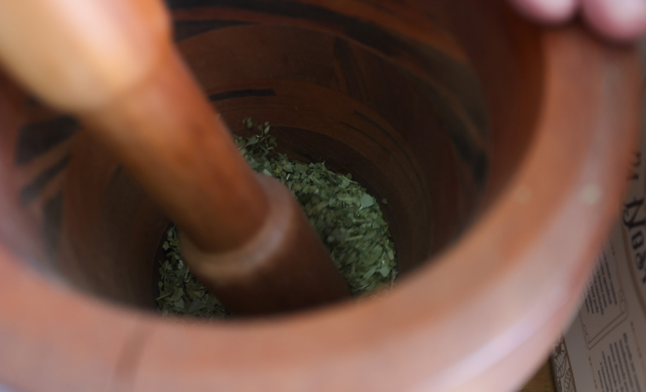 Tradicional erva-mate de São Mateus do Sul se reinventa e ganha novos mercados