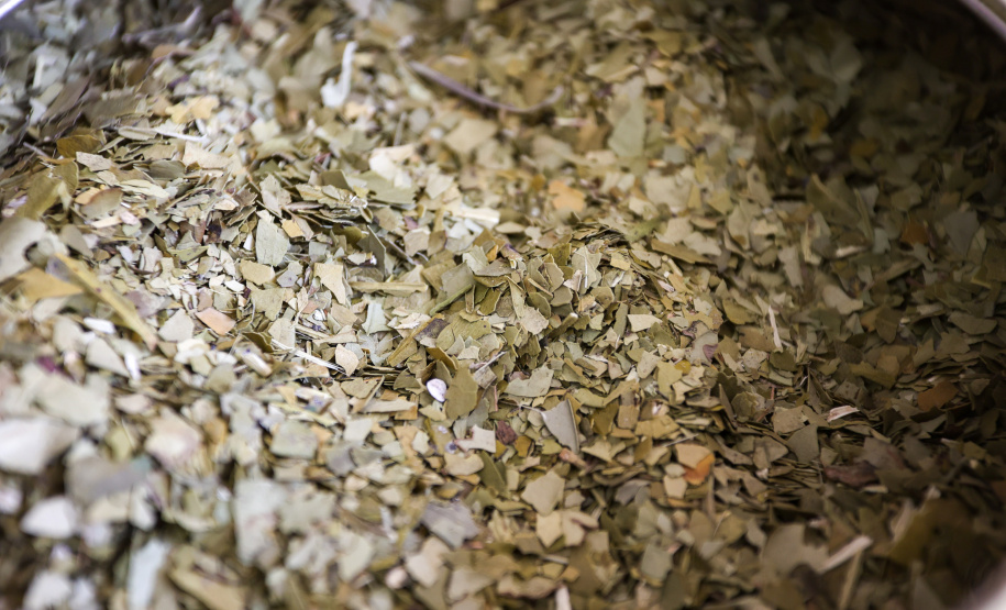 Tradicional erva-mate de São Mateus do Sul se reinventa e ganha novos mercados