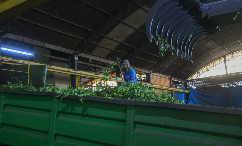Tradicional erva-mate de São Mateus do Sul se reinventa e ganha novos mercados