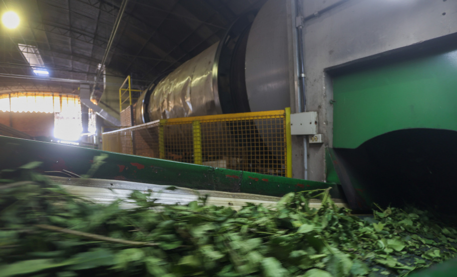 Tradicional erva-mate de São Mateus do Sul se reinventa e ganha novos mercados