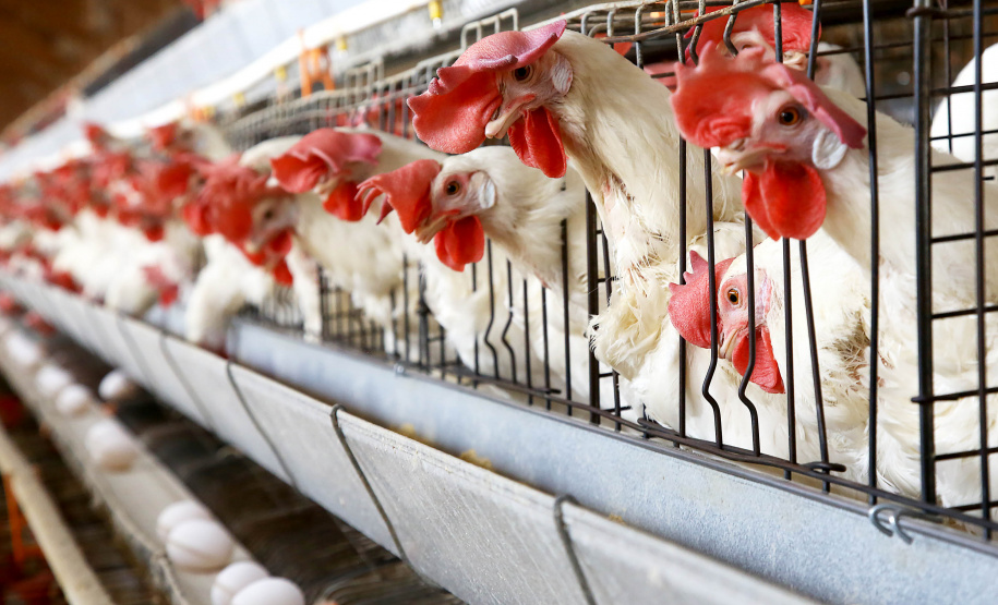 Boletim agropecuário destaca recuo dos preços dos ovos e produtividade alta da cana-de-açúcar