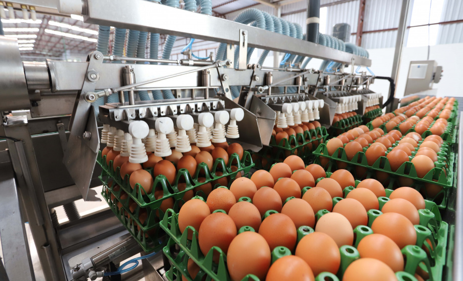 Boletim agropecuário destaca recuo dos preços dos ovos e produtividade alta da cana-de-açúcar