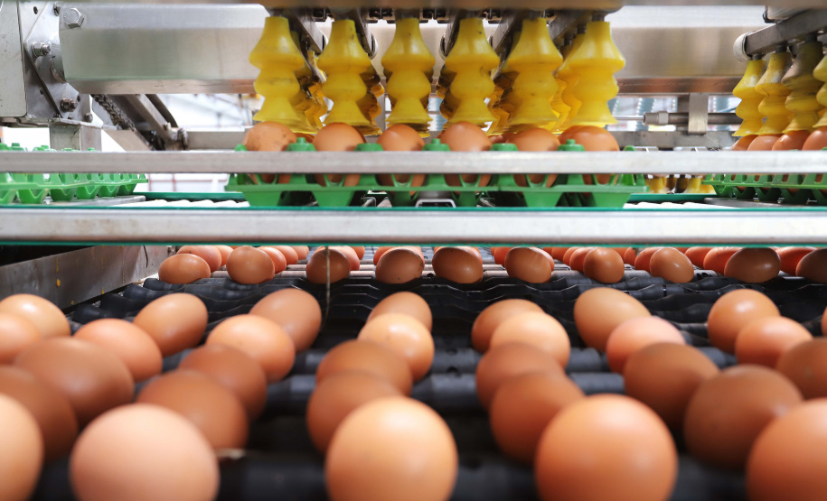 Boletim agropecuário destaca recuo dos preços dos ovos e produtividade alta da cana-de-açúcar