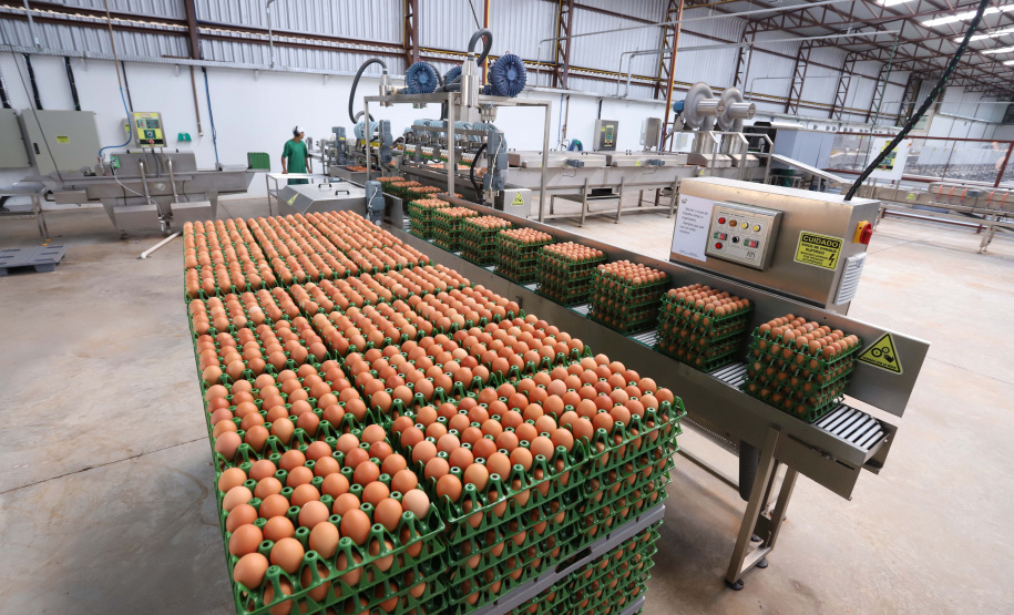 Boletim agropecuário destaca recuo dos preços dos ovos e produtividade alta da cana-de-açúcar