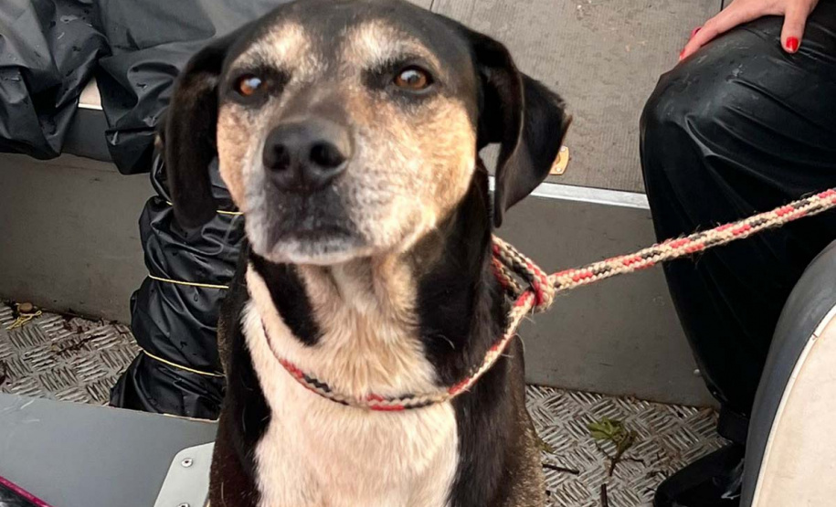 Apoio logístico e resgate de animais: IAT ajuda vítimas da enchente em União da Vitória