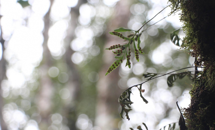 Por precaução em razão da chuva, três parques da região de Curitiba ficarão fechados neste fim de semana.