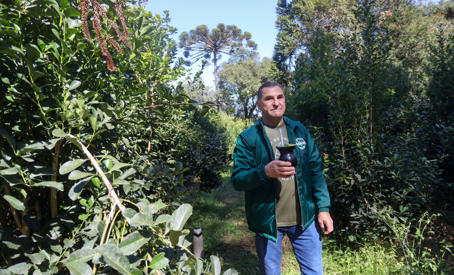 Tradicional erva-mate de São Mateus do Sul se reinventa e ganha novos mercados