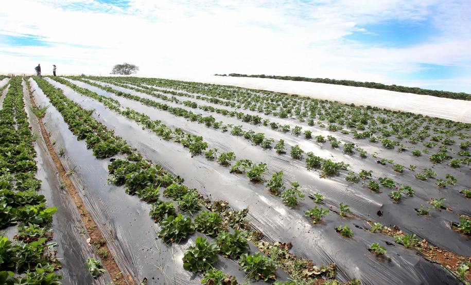 Agroindústria familiar paranaense será homenageada no Prêmio Orgulho da Terra 2023