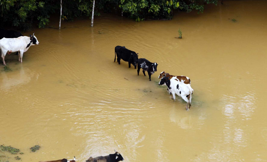 Paraná cria Rede Integrada para Atendimento de Animais em Desastres