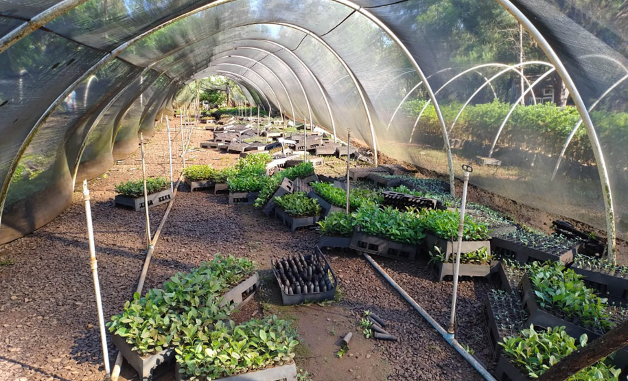 Danificado pela chuva, o viveiro do IAT em Pitanga perdeu cerca de 60% da produção de mudas.