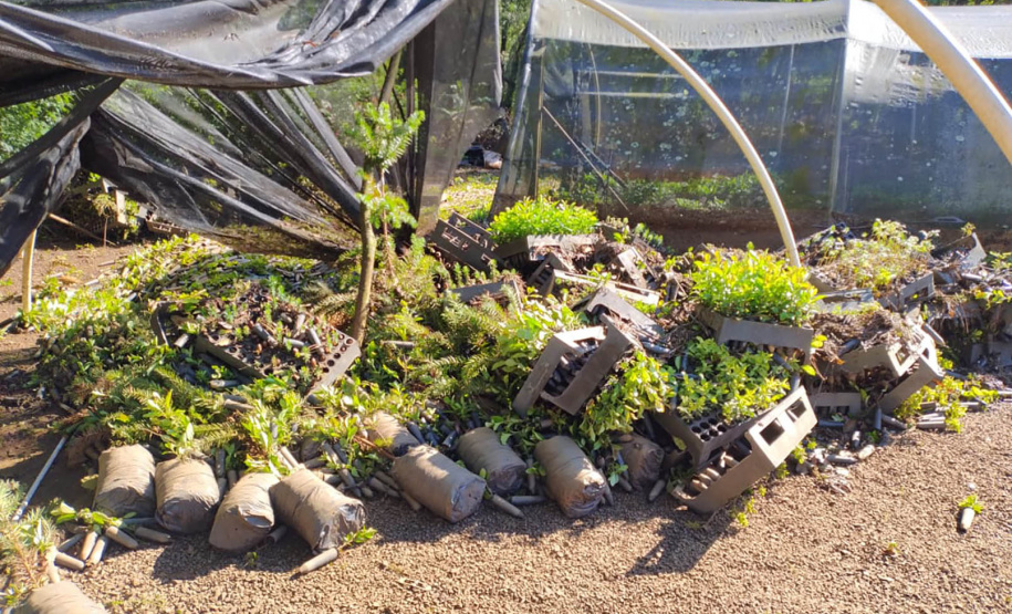 Danificado pela chuva, o viveiro do IAT em Pitanga perdeu cerca de 60% da produção de mudas.