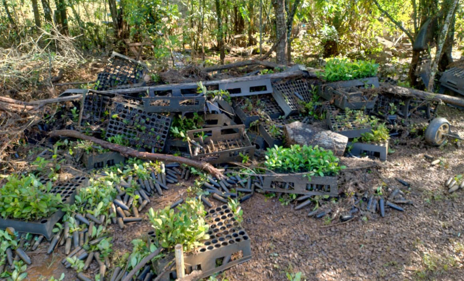 Danificado pela chuva, o viveiro do IAT em Pitanga perdeu cerca de 60% da produção de mudas.