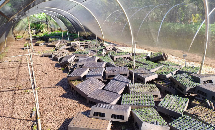 Danificado pela chuva, o viveiro do IAT em Pitanga perdeu cerca de 60% da produção de mudas.