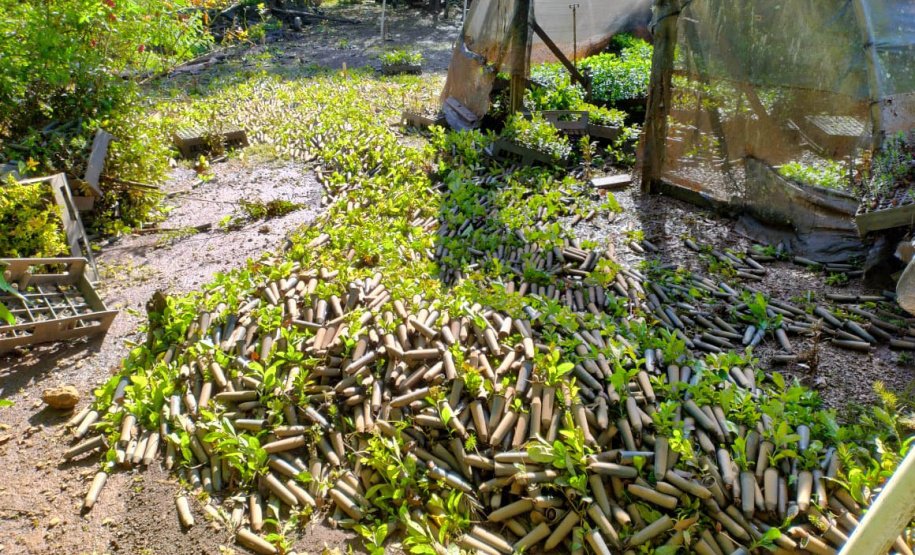 Danificado pela chuva, o viveiro do IAT em Pitanga perdeu cerca de 60% da produção de mudas.