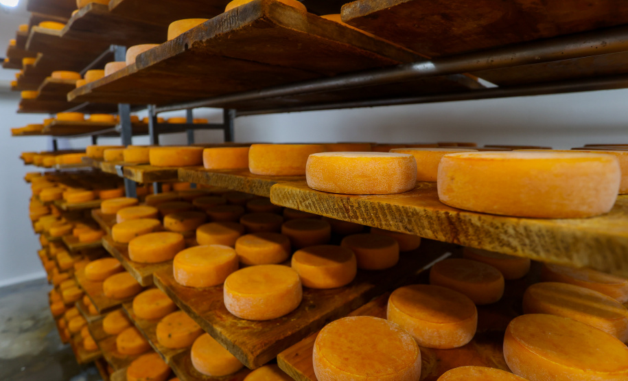 Indicação geográfica impulsiona queijos de Witmarsum nos mercados nacional e internacional