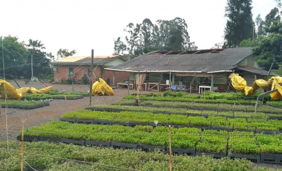 Tornado causou estragos no viveiro florestal de Cascavel, com o destelhamento de estruturas e o bloqueio do principal acesso ao local.