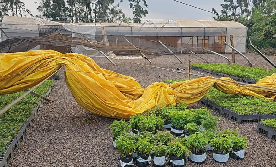 Tornado causou estragos no viveiro florestal de Cascavel, com o destelhamento de estruturas e o bloqueio do principal acesso ao local.