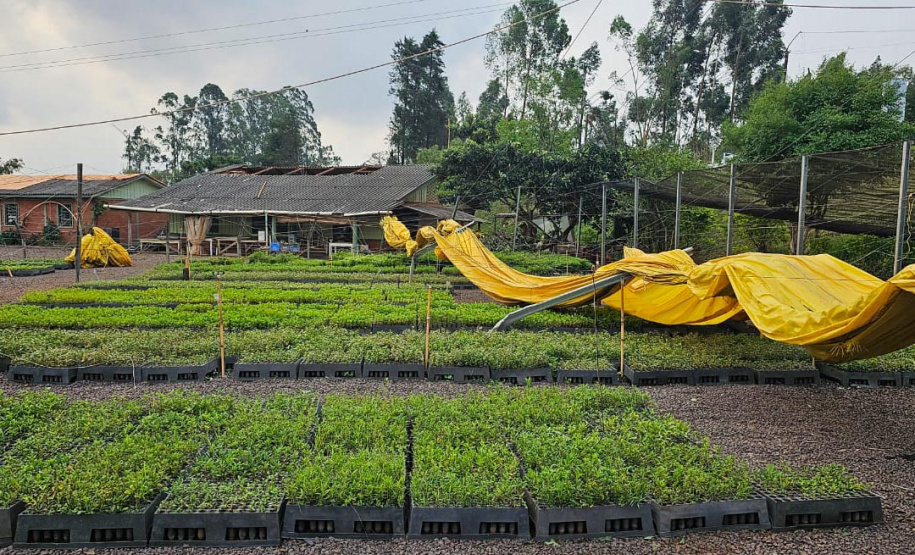 Tornado causou estragos no viveiro florestal de Cascavel, com o destelhamento de estruturas e o bloqueio do principal acesso ao local.