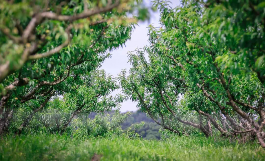 Caminhadas na Natureza IDR