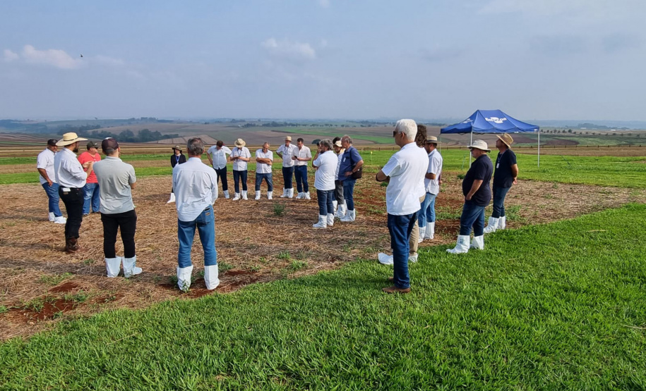 Adoção de boas práticas agrícolas comemora 10 anos de resultados no Paraná, com redução de mais de 50% no uso de inseticidas