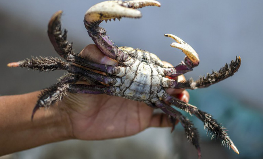 A temporada de captura do caranguejo-uçá está liberada a partir desta sexta-feira (1º) no Paraná