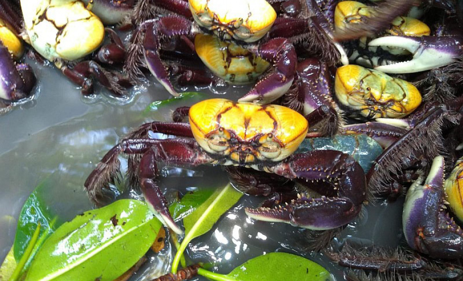 A temporada de captura do caranguejo-uçá está liberada a partir desta sexta-feira (1º) no Paraná