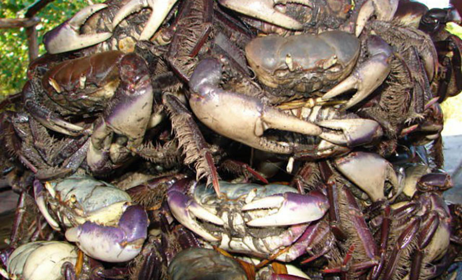 A temporada de captura do caranguejo-uçá está liberada a partir desta sexta-feira (1º) no Paraná