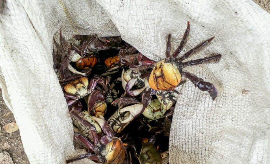 A temporada de captura do caranguejo-uçá está liberada a partir desta sexta-feira (1º) no Paraná