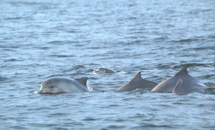 IAT FAUNA MARINHA PARANAENSE