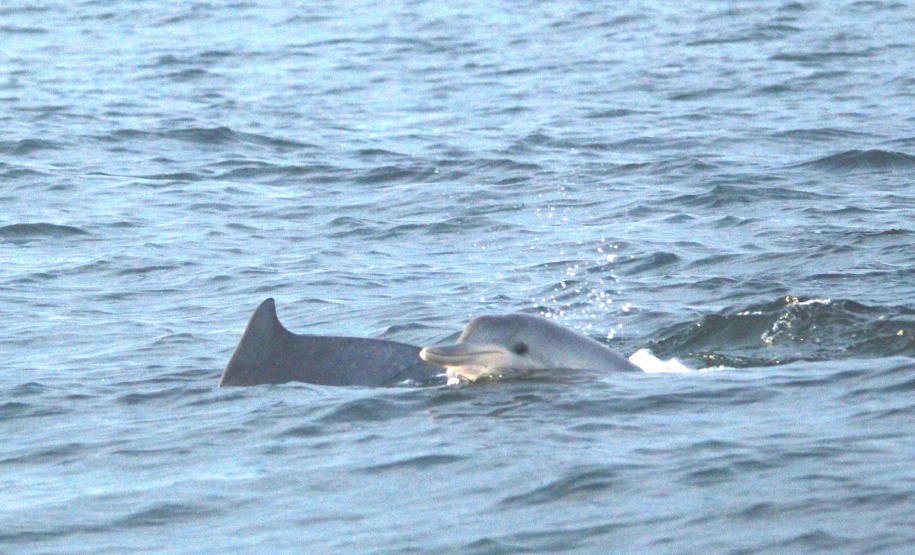IAT FAUNA MARINHA PARANAENSE