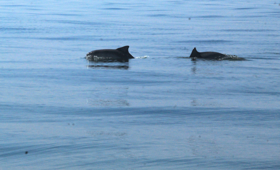 IAT FAUNA MARINHA PARANAENSE