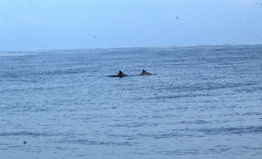 IAT FAUNA MARINHA PARANAENSE