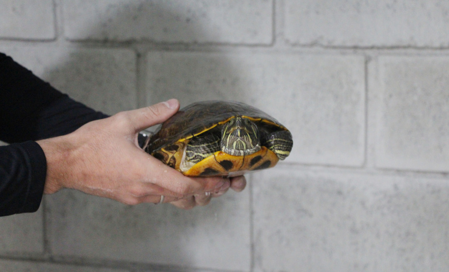 IAT Parque do Palmito