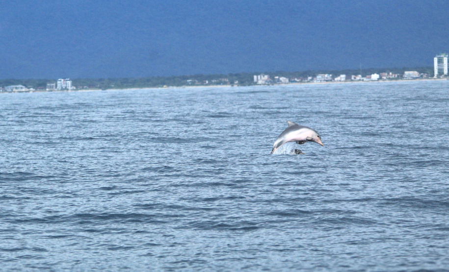 IAT FAUNA MARINHA PARANAENSE